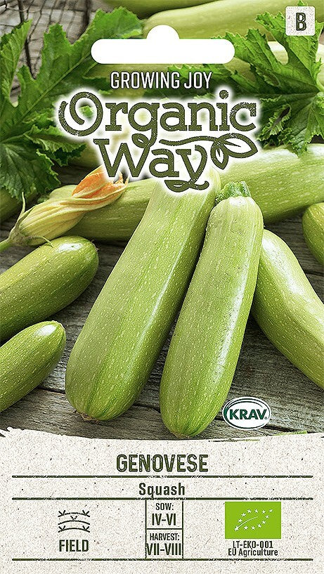 SQUASH GENOVESE (Cucurbita pepo L.)