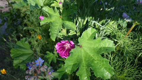 BLOMSTERBLANDING SOMMERFUGL - Økologiske frø