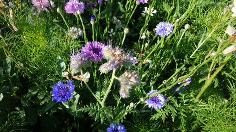 BLOMSTERBLANDING SOMMERFUGL - Økologiske frø