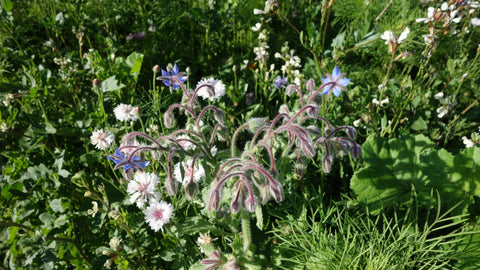 BLOMSTERBLANDING SOMMERFUGL - Økologiske frø