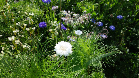 BLOMSTERBLANDING SOMMERFUGL - Økologiske frø