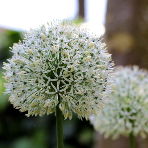 Allium Blomsterløg