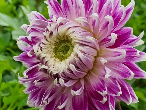 Dahlia Avignon - 1 Økologisk knold