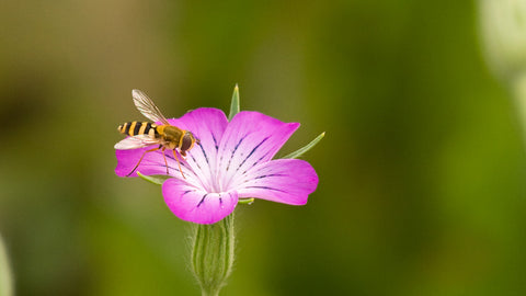 Klinte (Agrostemma githago) - Økologiske Frø