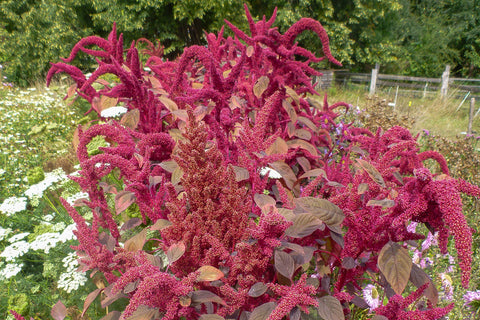 Amarant Surinam (Amaranthus tricolor) - Økologiske Frø