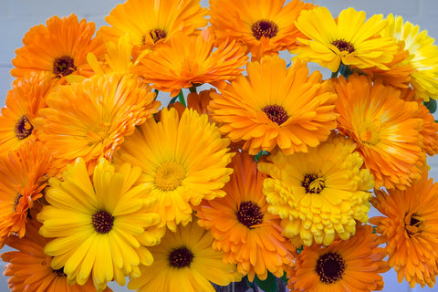 Morgenfrue (Calendula officinalis) - Økologiske Frø