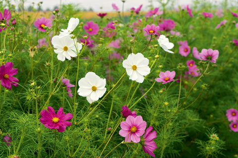 Stolt Kavaler Cosmos Mix (Cosmos bipinnatus) - Økologiske Frø