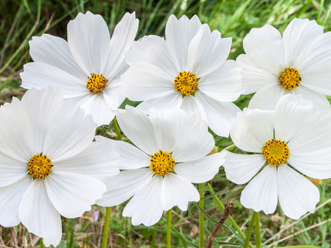 Hvid Cosmos (Cosmos bipinnatus) - Økologiske Frø