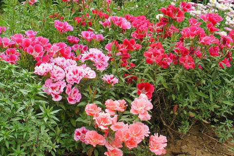 Atlaskblomst Godetia (Godetia grandiflora) - Økologiske Frø