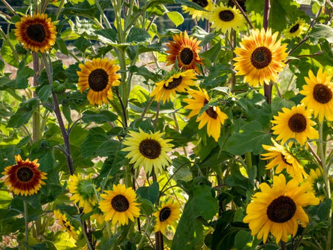 Solsikke mix "La Torre" (Helianthus annuus) - Økologiske Frø