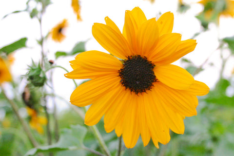 Solsikke (Helianthus Debilis) - Økologiske Frø