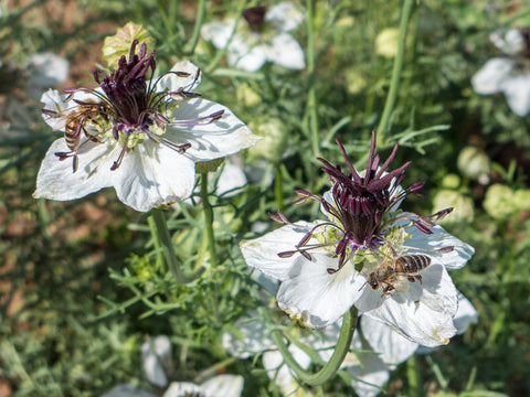 Jomfru i det grønne "African Bride" (Nigella papillosa) - Økologiske Frø