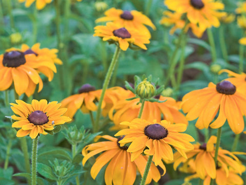 Håret Solhat (Rudbeckia hirta) - Økologiske Frø