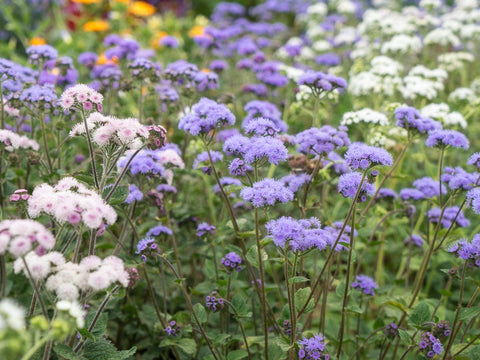 Blåkvast (Ageratum houstonianum) - Økologiske Frø