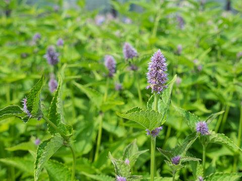 Anis-Isop (Agastache anisata) - Økologiske Frø