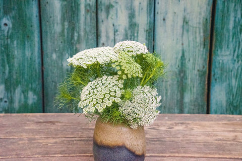 Tandstikkerurt - Lægeplante (Ammi visnaga) - Økologiske Frø