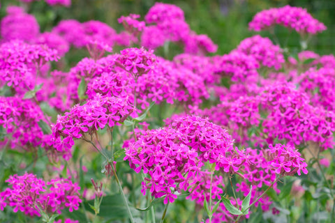 Limurt (Silene armeria) - Økologiske Frø