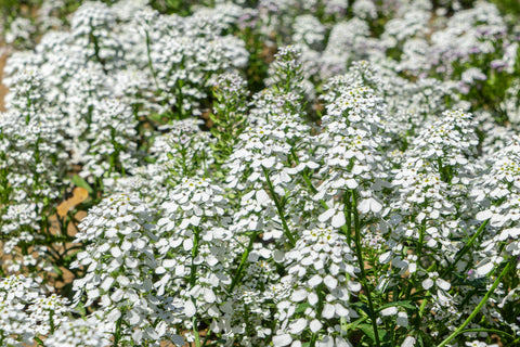 Hvid Sløjfeblomst - Lægeplante (Iberis amara) - Økologiske Frø