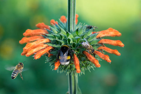 Løveøre (Leonotis nepetifolia) - Økologiske Frø