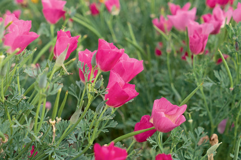 California Poppy 'Karminkönig' (Eschscholzia californica) - Økologiske Frø