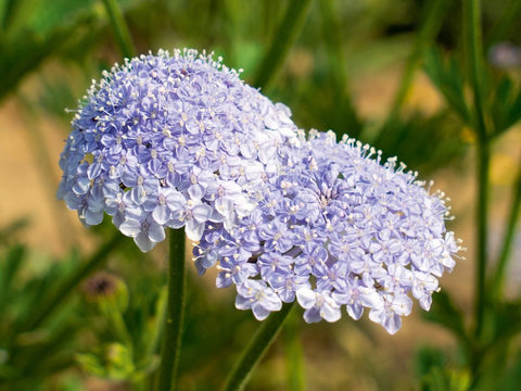 Kniplingsblomst (Trachymene coerulea) - Økologiske Frø