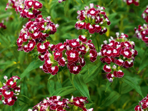 Studenternellike 'Chris' (Dianthus barbatus) - Økologiske Frø