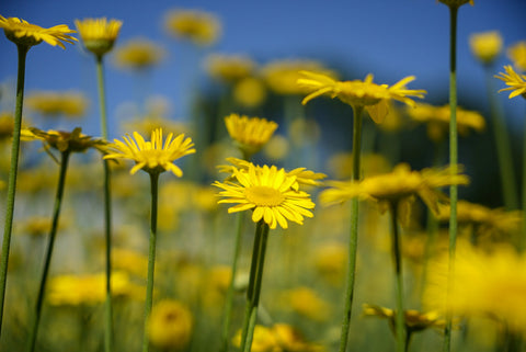 Farvet Gåseurt (Anthemis tinctoria) - Økologiske Frø