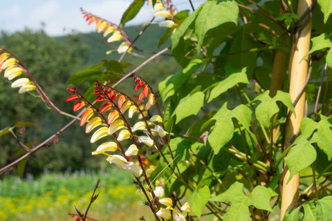 Spansk Flag (Ipomoea lobata) - Økologiske Frø