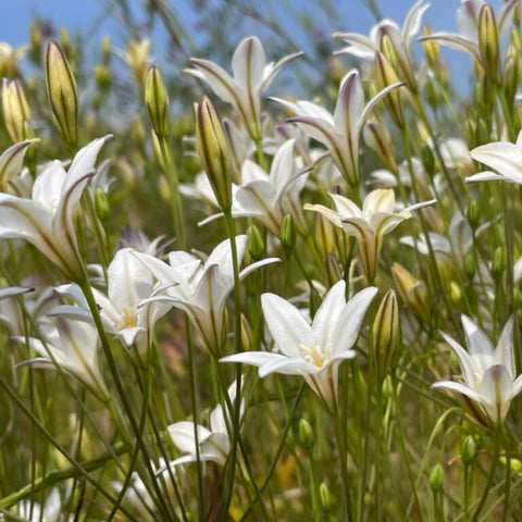 Brodiaea 'Silver Queen'- Økologiske blomsterløg