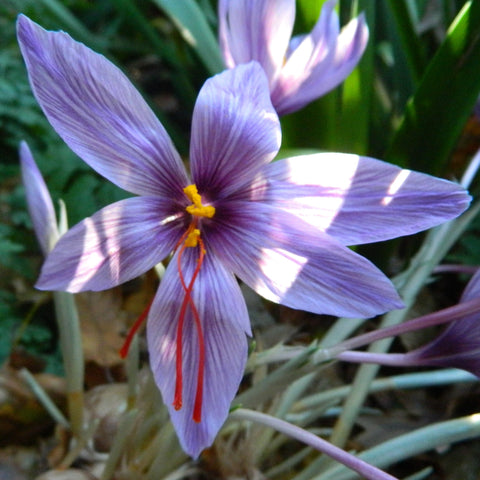 Safrankrokus - Crocus Sativus - Økologiske krokusløg