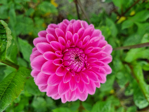 Dahlia Sandra - 1 Økologisk knold