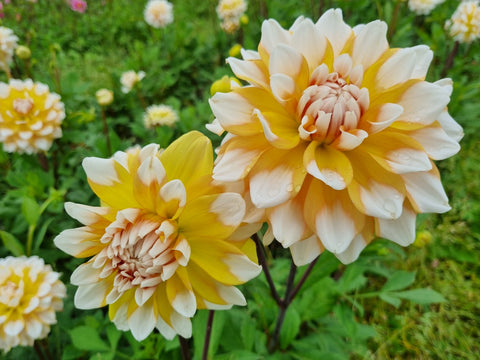 Dahlia Seattle - 1 Økologisk knold