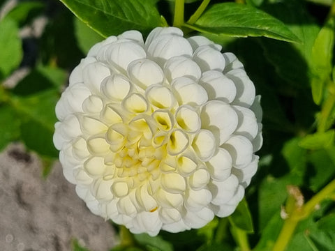 Dahlia Snowflake - 1 Økologisk knold