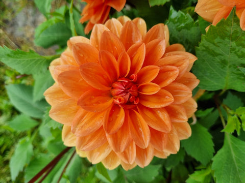 Dahlia Summerflame - 1 Økologisk knold