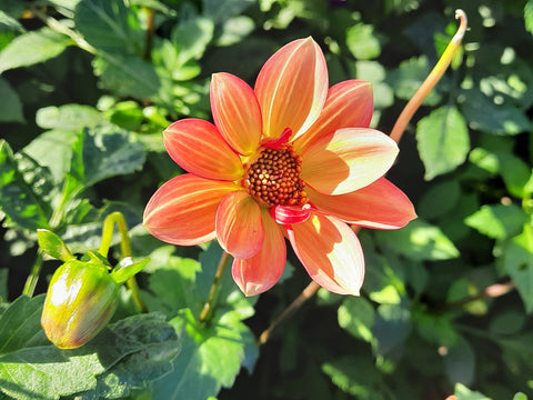 Dahlia Topmix apricot - 1 Økologisk knold