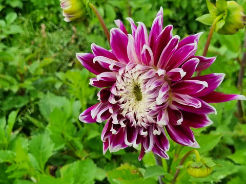 Dahlia Vancouver - 1 Økologisk knold