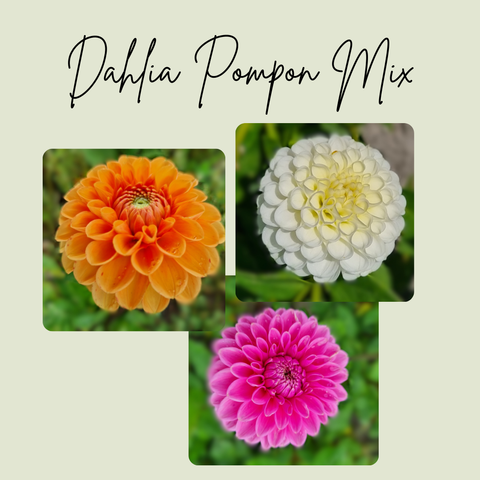 Dahlia Mix Pompon - 3 Økologiske knolde