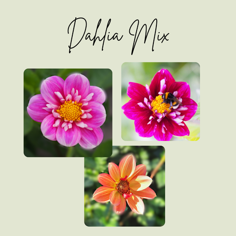 Dahlia Mix Åbne/Enkelt blomstrende - 3 Økologiske knolde