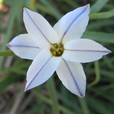 Vårefion Ipheion uniflorum 'Whisley Blue'- Økologiske blomsterløg