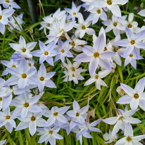 Vårefion Ipheion uniflorum 'Whisley Blue'- Økologiske blomsterløg