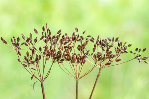 Kommen (Levisticum officinale) - Økologiske Frø