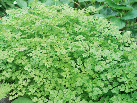 Kørvel (Anthriscus cerefolium) - Økologiske Frø