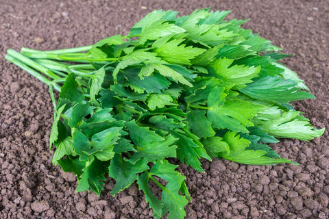 Løvstikke "Lydia" (Levisticum officinale) - Økologiske Frø