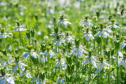 Sortkommen (Nigella sativa) - Økologiske Frø