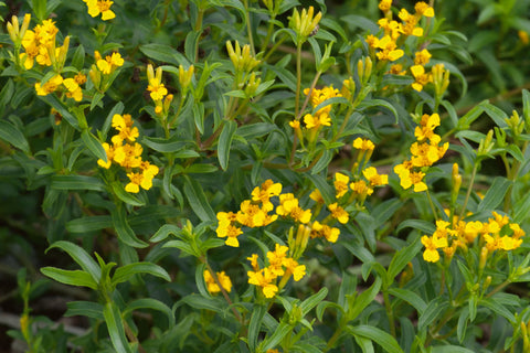 Lakridstagetes (Tagetes lucida) - Økologiske Frø