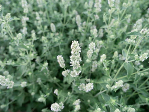 Citron Katteurt (Nepeta cataria ssp. citriodora) - Økologiske Frø