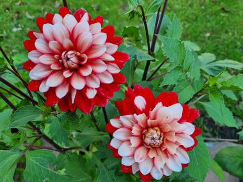 Dahlia Larry's Love - 1 Økologisk knold