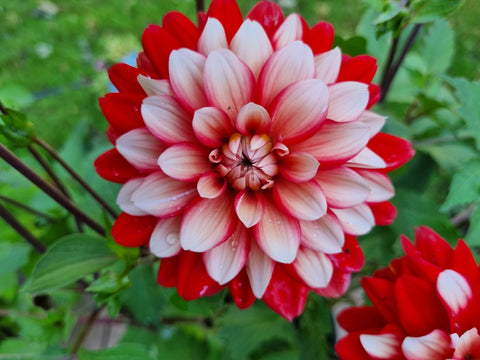 Dahlia Larry's Love - 1 Økologisk knold