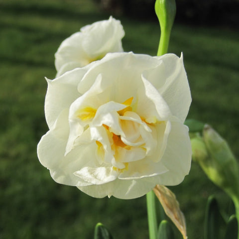 Narcissus Bridal Crown - Økologiske Pinseliljer