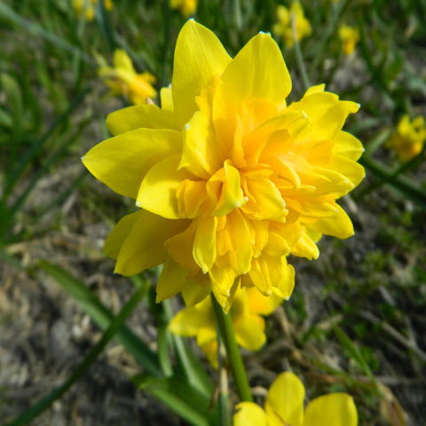 Påskeliljer & Narcissus blomsterløg